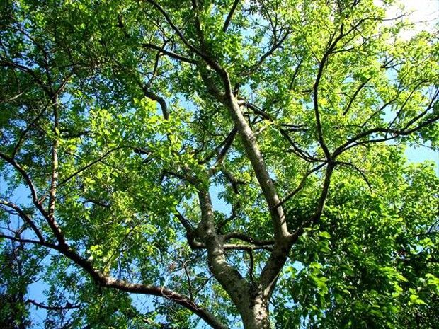Sítio da Mata - Pau D alho (Gallesia Integrifolia)