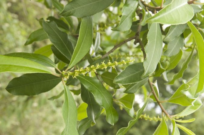 PAU-DE-LEITE (Sapium glandulosum (L.) Morong)