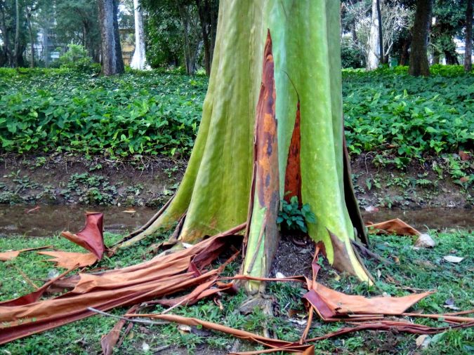 Sítio da Mata - Pau Mulato (Calycophyllum Spruceanum) 