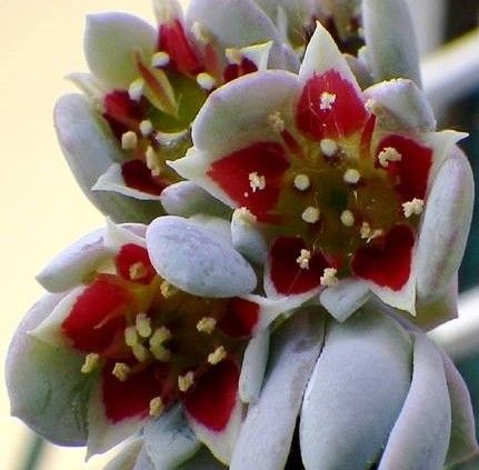 Pedra da lua ( Sedum craigii)