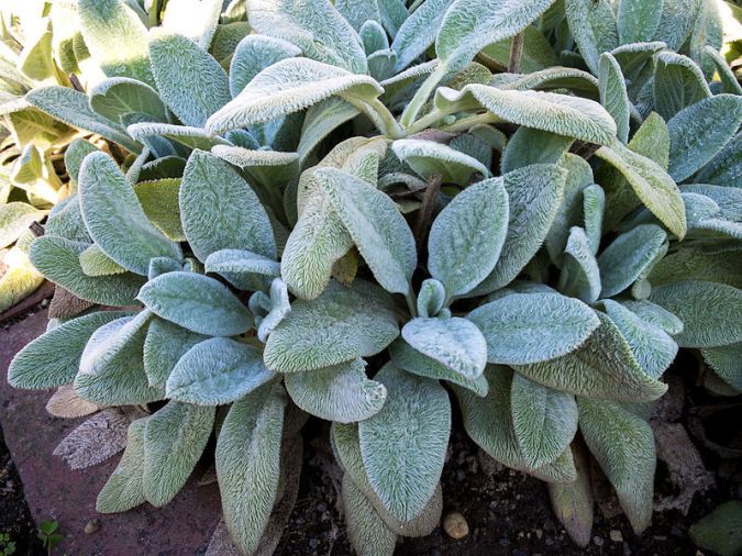 Peixinho da Horta (Stachys byzantina)