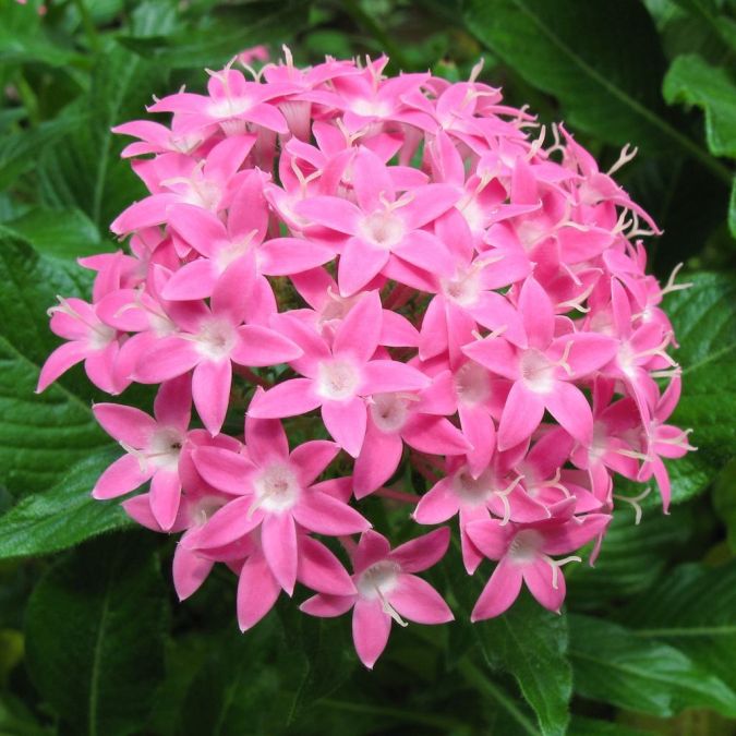 Sítio da Mata - PENTA MISTA ou ESTRELA DO EGITO (Penta lanceolata) 