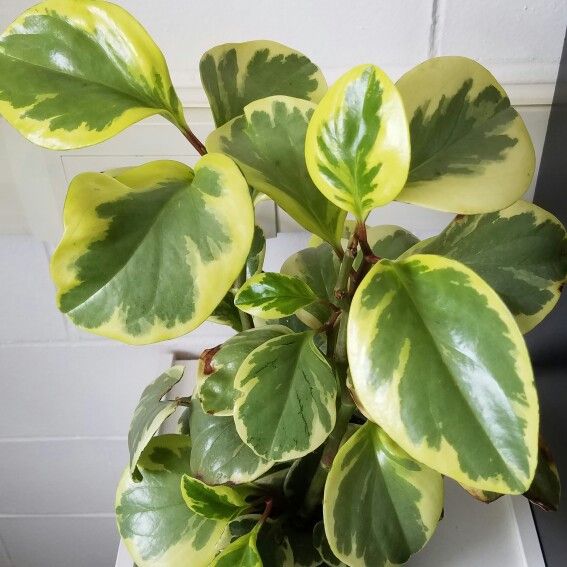 PEPEROMIA BRASILEIRINHA (Peperomia obtusifolia)