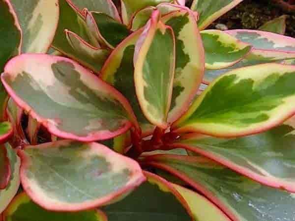 PEPEROMIA TRICOLOR (Peperomia obtusifolia) 