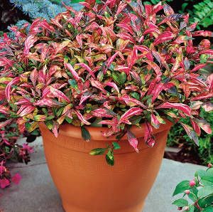 Sítio da Mata - PERIQUITO VERMELHO (Alternanthera ficoidea)