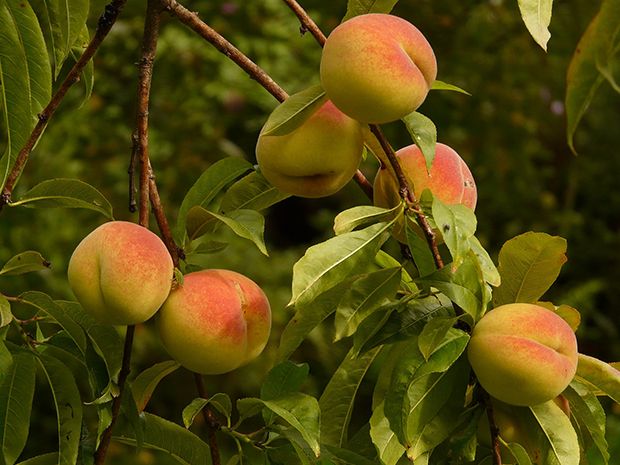 Pessego (Prunus persica) 