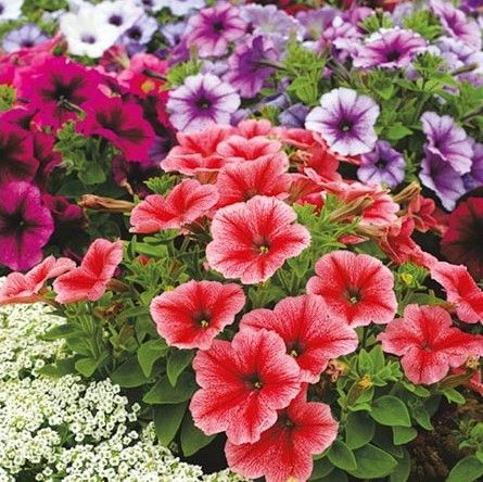 FLORES ORNAMENTAIS Petúnia Híbrida CIGANA (Petunia × hybrida)