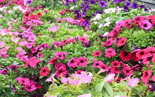 Sítio da Mata - PETUNIA CORES (Petunia Atkinsiana)