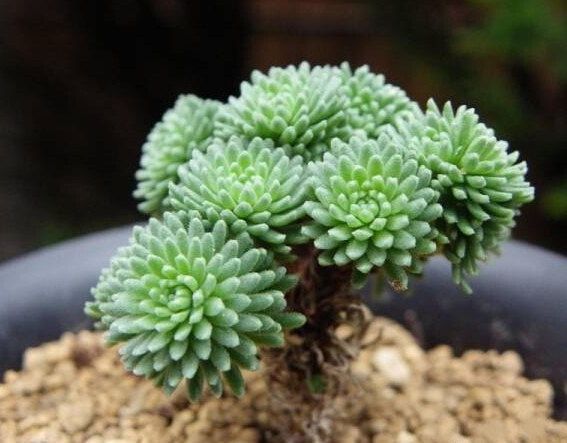 Pigmeu Joshua Tree ( Sedum multiceps)