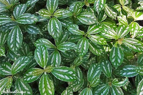 Sítio da Mata - PILÉA ALUMINIO (Pilea cadierei)