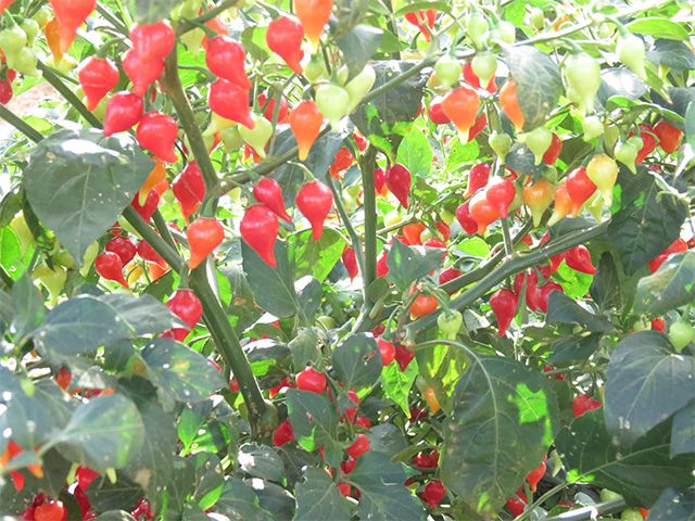 Sítio da Mata - Pimenta Biquinho (Capsicum chinense)