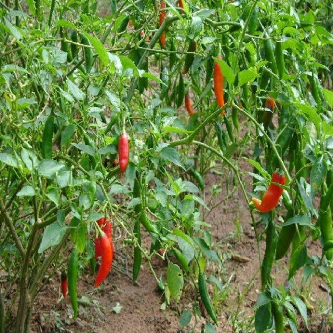 Sítio da Mata - Pimenta Dedo de Moca (Capsicum baccatum)