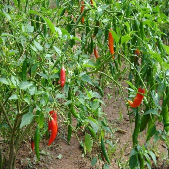 Pimenta Dedo de Moca (Capsicum baccatum)