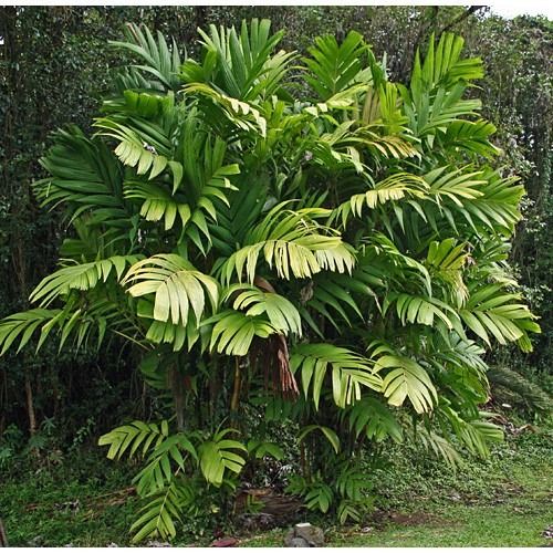 Sítio da Mata - PALMEIRA PINANGA (Pinanga coronata)