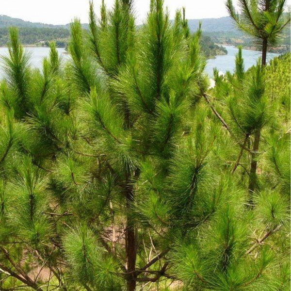 PINUS (Pinus spp.)