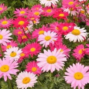 Sítio da Mata - FLORES ORNAMENTAIS Piretro Híbrido SORTIDO (Pyrethrum hybridum)