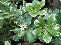 PITOSPORO VARIEGATA (Pittosporum tobira "variegata")