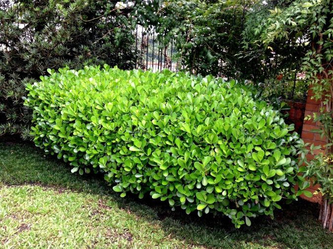 MINI CLUSIA (Clusia fluminensis ‘Pedra Azul’)