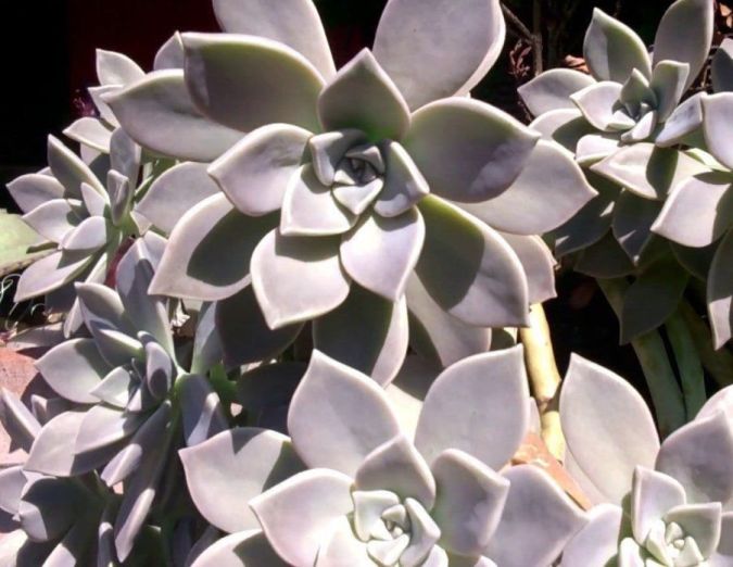 Sítio da Mata - Planta Fantasma ( Graptopetalum paraguayense )