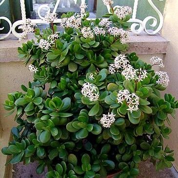 Sítio da Mata - Planta Jade ( Crassula ovata ) 