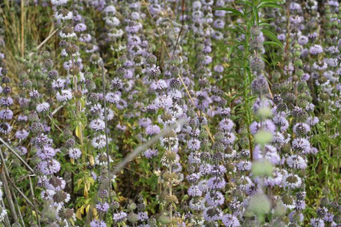 Sítio da Mata - Poejo (Mentha pulegium) 