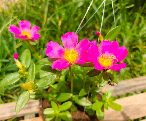 PORTULACA SORTIDA CUIA (Portulaca oleracea)