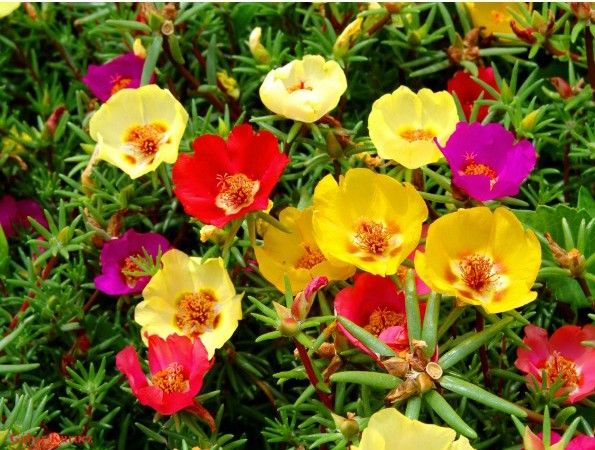 FLORES ORNAMENTAIS Portulaca/Onze-horas SINGELA SORTIDA (Portulaca grandiflora)