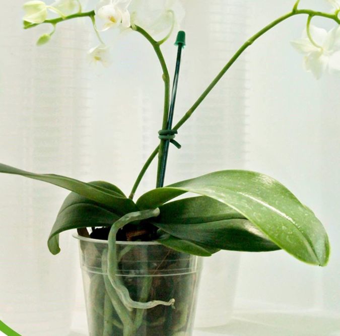 Sítio da Mata - POTE ORQUIDEA N.12 PRODUTOR TRANSPARENTE