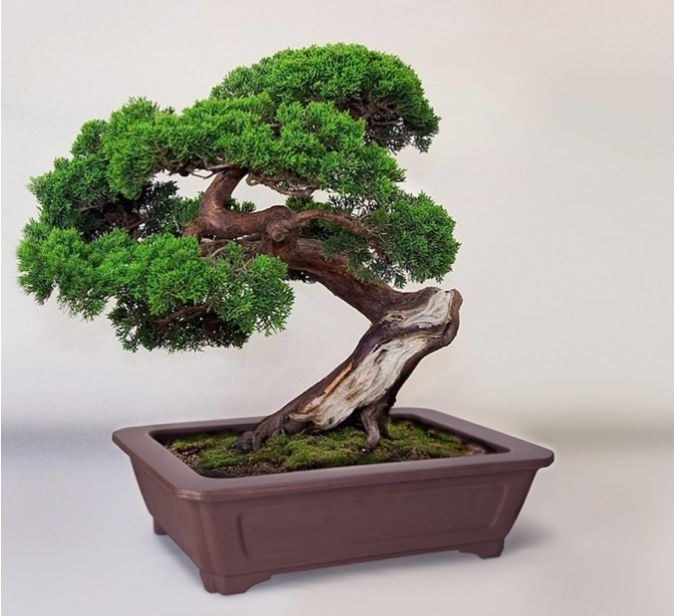 VASO PRÉ BONSAI TABACO