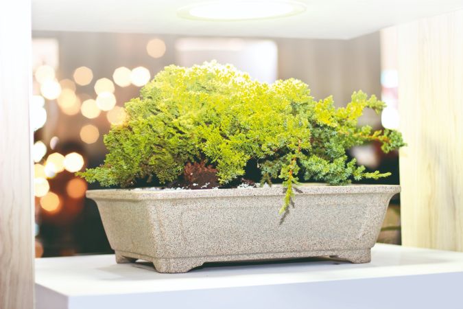 VASO BONSAI CERAMICA