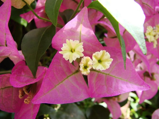 primavera  americana     bougainvillea  spectabilis