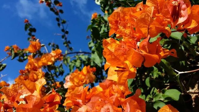 Primavera Laranja (Bougainvillea spectabilis)