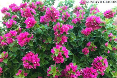 PRIMAVERA ANÃ PINK (Bougainvillea pink pixie)