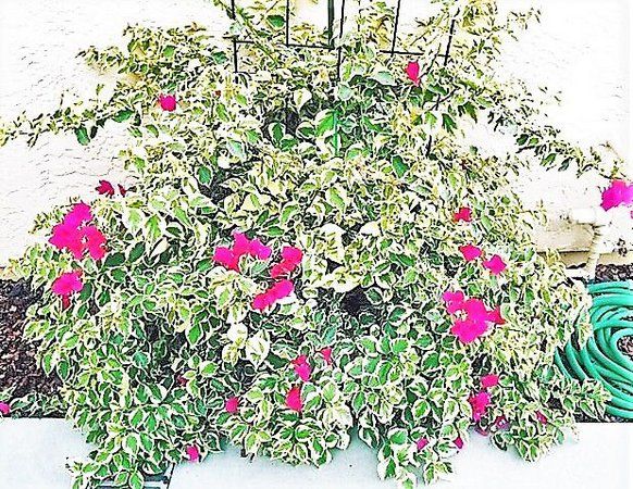 PRIMAVERA PENDENTE (Bougainvillea variegata)