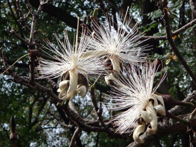 EMBIRUÇU (Pseudobombax grandiflorum)