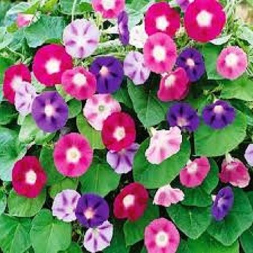 Sítio da Mata - FLORES ORNAMENTAIS PURPÚREA SORTIDA / CAMPAINHA (Ipomoea purpurea)