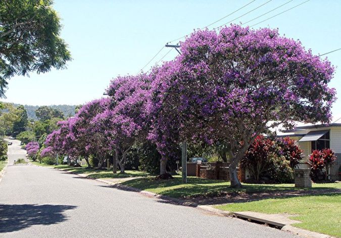 Quaresmeira (Tibouchinea Granulosa)