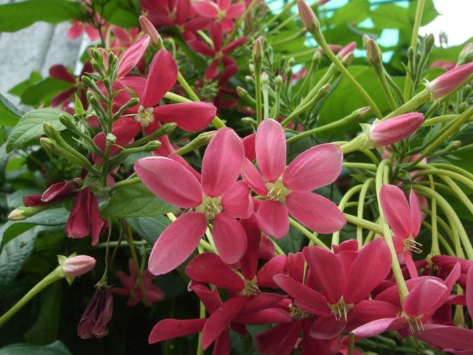 Sítio da Mata - QUISQUALIS OU JASMIM DA INDIA (Quisqualis indica) 