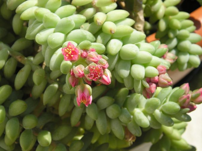 Rabo de Burro ( Sedum morganianum )