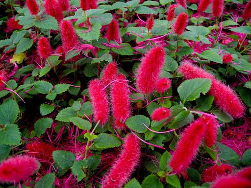 Sítio da Mata - RABO-DE-GATO (Acalypha reptans)