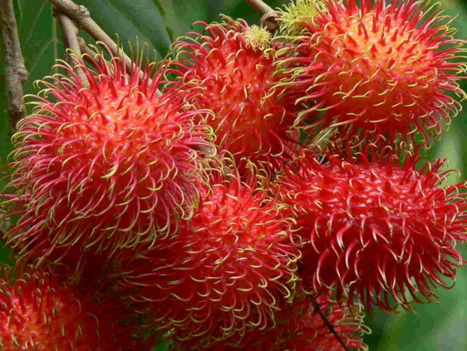 Rambutan (Nephelium Lappaceum)