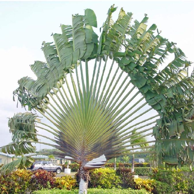 Sítio da Mata - Ravenala (Ravenala madagascariensis) 