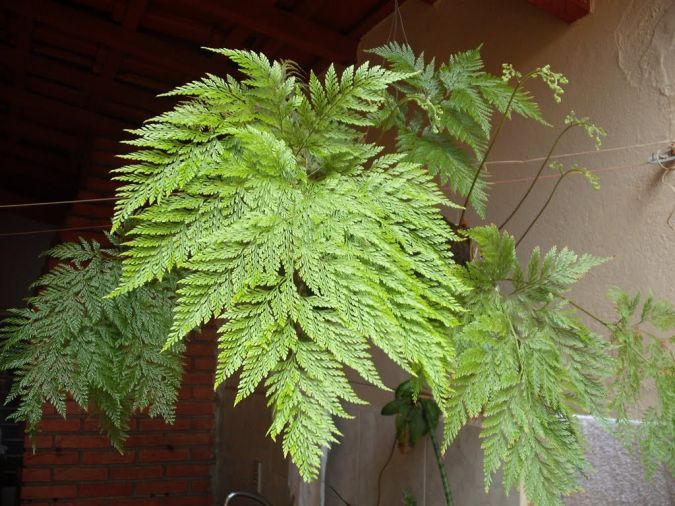 Sítio da Mata - Renda Portuguesa (Davallia Fejeensis)