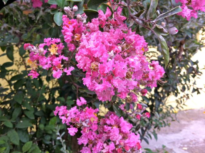 Reseda (Lagerstroemia indica)