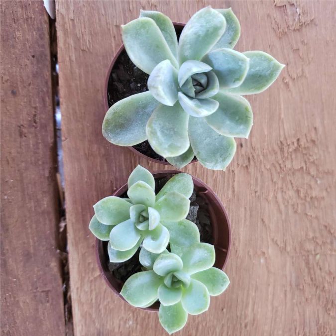 Sítio da Mata - Rosa de Pedra Elegans ( Echeveria Elegans )