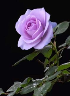 Rosa Lilas (Rosaxgrandiflora)