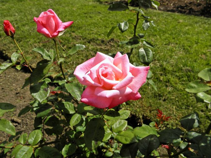 Rosa Pink (Rosaxgrandiflora) 