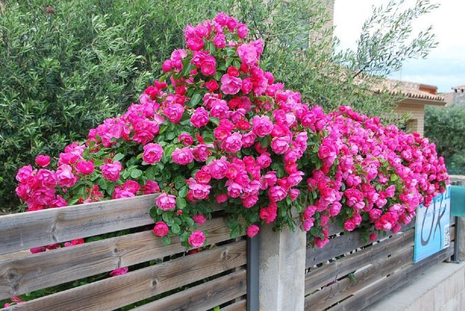 Rosa Trepadeira (Rosa hybrid)