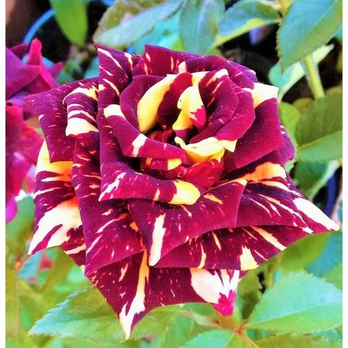 Sítio da Mata - ROSA ABRACADABRA (Rosa spp)