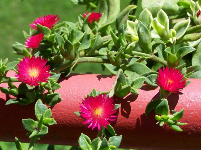 Sítio da Mata - Rosinha de sol ( Aptenia cordifolia )